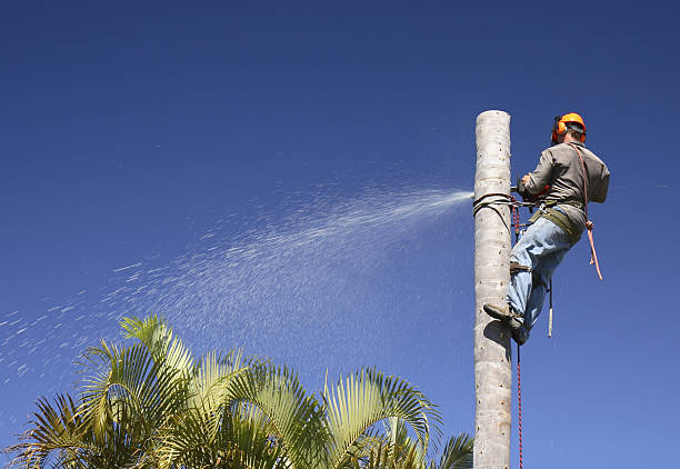 Best Hazardous Tree Removal  in Independence, OH