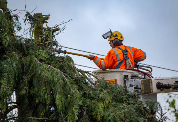 Best Utility Line Clearance  in Independence, OH