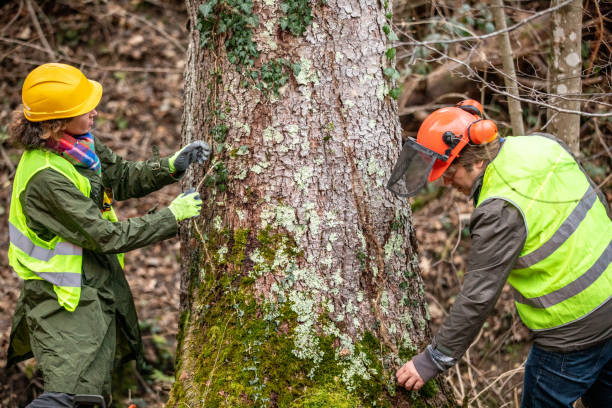 Trusted Independence, OH Tree Care Experts