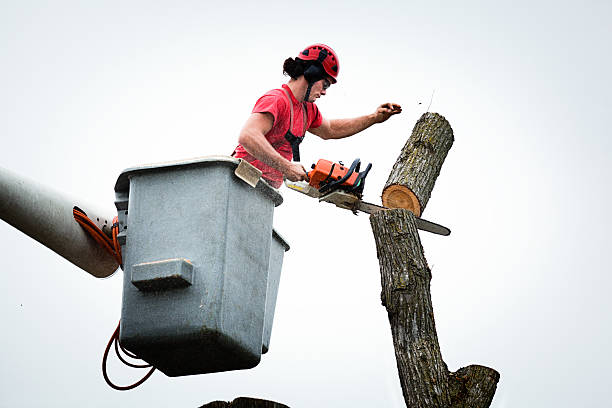 How Our Tree Care Process Works  in  Independence, OH